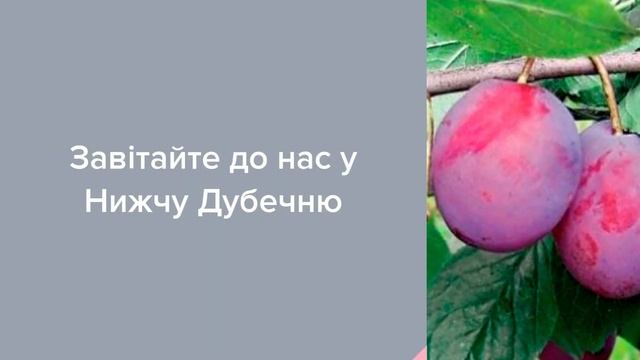 Садовый Центр Зелений Двір - Слива Венгерка смотреть онлайн