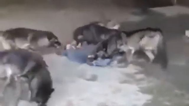 волки напали на человека смотреть онлайн