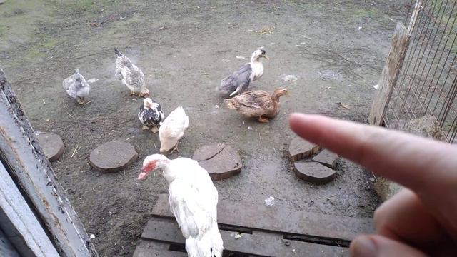 Обзор курятника! С наступающим Новым годом 🎄!!! смотреть онлайн