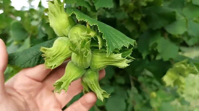 Фундук описание и характеристики Россия | Small Gardens смотреть онлайн