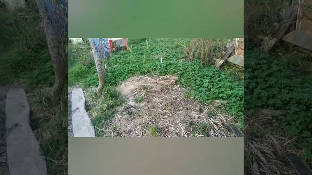 Начало работ на земле. Прогулка с кошкой по участку. Планы на будущее! смотреть онлайн