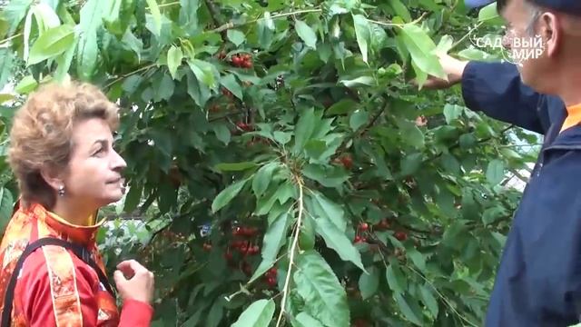 Как формировать черешню Формировка Австралийский куст смотреть онлайн