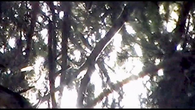 Лесные сказки / III Линии смотреть онлайн