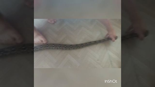 Размер императорского удава по имени Каа смотреть онлайн