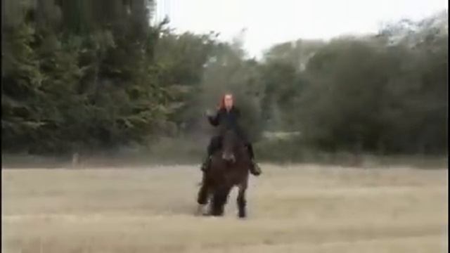 war horse galloping charging heavy Draft War horse смотреть онлайн