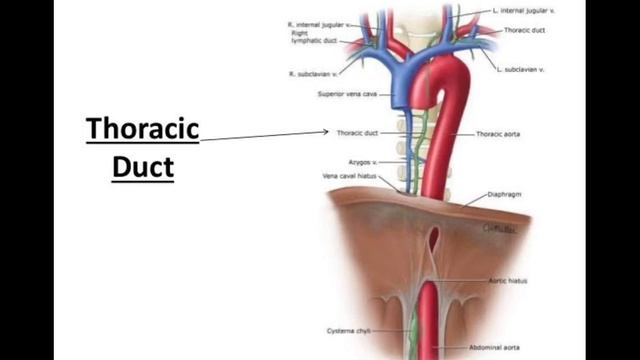THORACIC DUCT смотреть онлайн