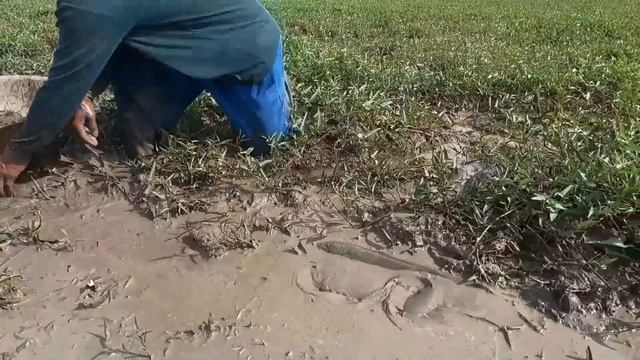 best hand fishing! pick a lots of eggs duck snails & catch catfish in field near road by best hand смотреть онлайн