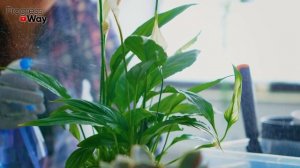 Нашатырный Спирт Для Комнатных Растений! Плюсы И Минусы Применения Нашатыря!