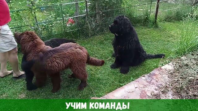 НАШИ ПИТОМЦЫ - Летние зарисовки! (1 выпуск) смотреть онлайн