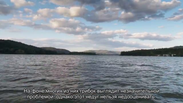Грибок у черепахи смотреть онлайн