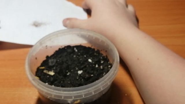 Выращивание Циперуса из семян. Посев семян Циперуса. смотреть онлайн