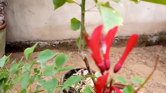 Erythrina/Indian Coral/Gul E Nishter Flower Plant(Urdu Hindi)