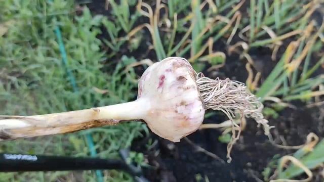 Проверяем зрелость чеснока. Как определить сроки выкапывания чеснока. смотреть онлайн