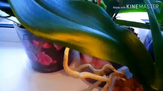 Как определить возраст орхидеи.Срок жизни фаленопсиса. смотреть онлайн