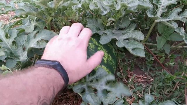 Что растёт на огороде? / В доме, который построил смотреть онлайн