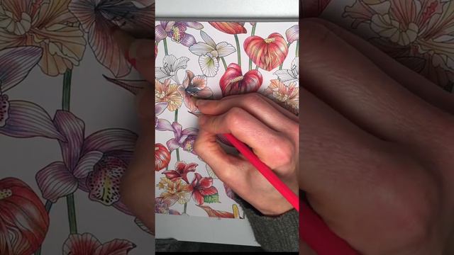 Adult Coloringbook - Amaryllis flower. Layer watercolor pencil. Kimberly/Staedtler Karat Aquarell смотреть онлайн