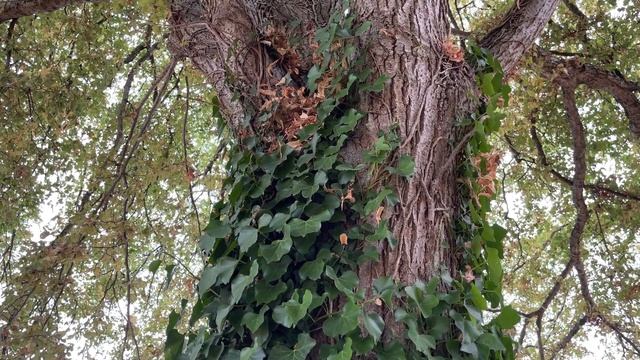 Large-leaved lime (Laciniata') - ivy covered trunk - August 2022 смотреть онлайн