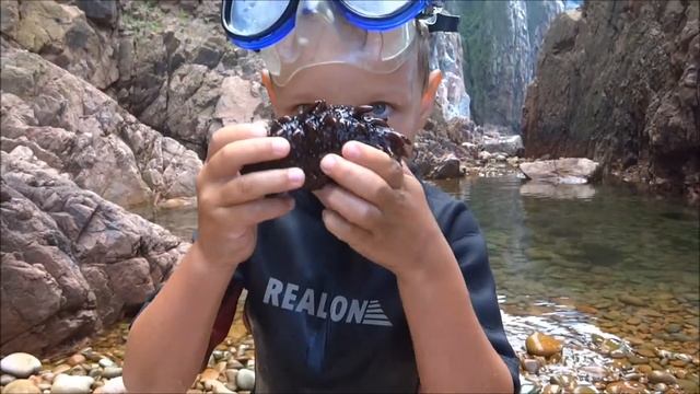 Как поймать Королевского Трепанга ?