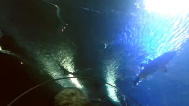 Vietnam Nha Trang Underwater world Vinpearl land / Вьетнам Нячанг Подводный мир парк Винперл смотреть онлайн