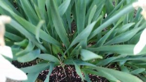 Как стимулировать цветение нарциссов