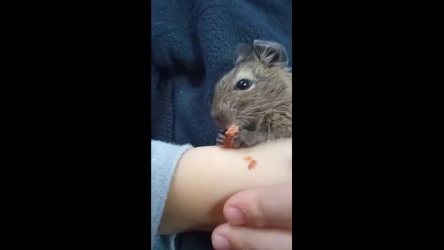 ТОП позитив белка Дегу кушает арахис. смотреть онлайн