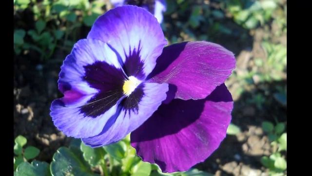 2013 11 12 Panselute смотреть онлайн