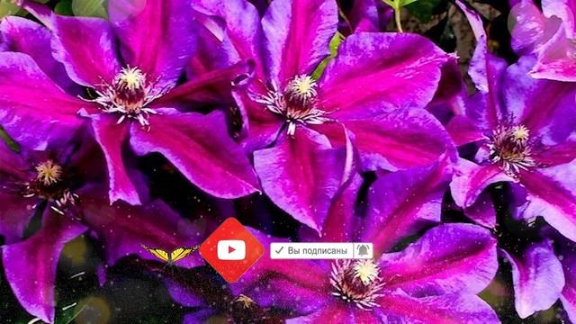 Клематис Вайлдфаер (Wildfire). Обзор