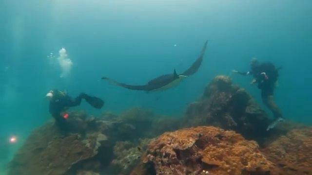 Тодду. Дайвинг на мальдивах. смотреть онлайн