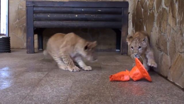 10 самых веселых игр львят смотреть онлайн