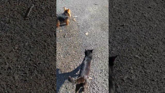 Огромный кот и пёс смотреть онлайн