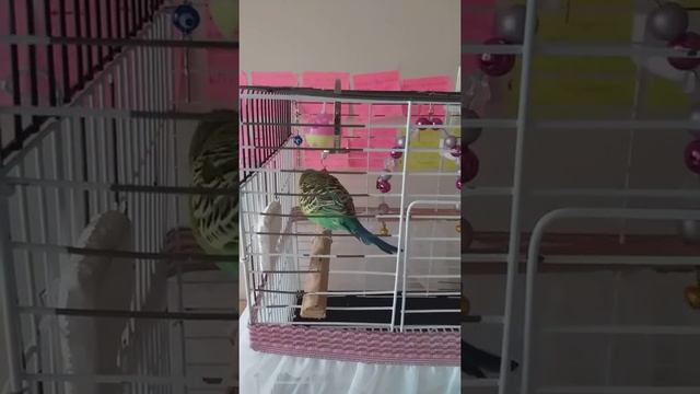 #короткое_видео Волнистый попугай Разговаривает✔️ Попугай Кеша болтун?✔ смотреть онлайн