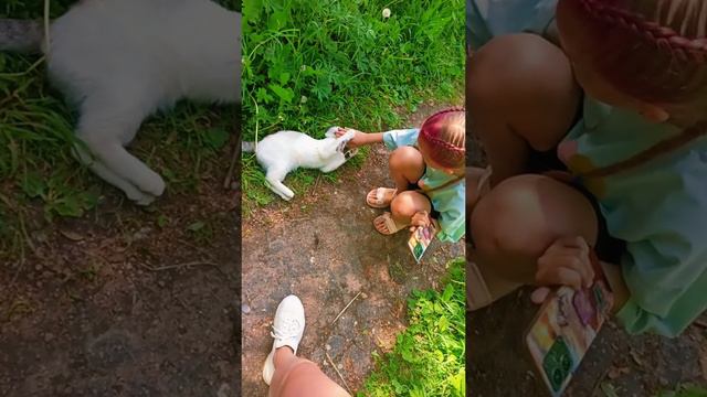 уличный добряк, но с ошейником