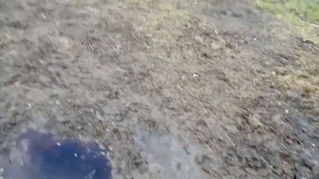 Кабан и лошади. База отдыха "Клевое место". г. Сухиничи. Калужская область. Август 2020 г. смотреть онлайн