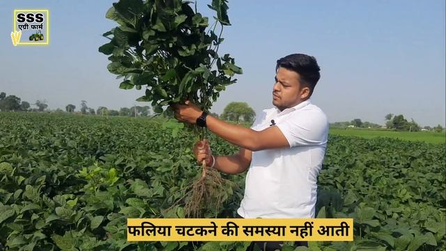 Js-2172 सोयाबीन नवीन किस्म/ हैरान करने वाली किस्म/ धान करना भूल जाओगे??/ सोयाबीन की खेती/ soyabean смотреть онлайн
