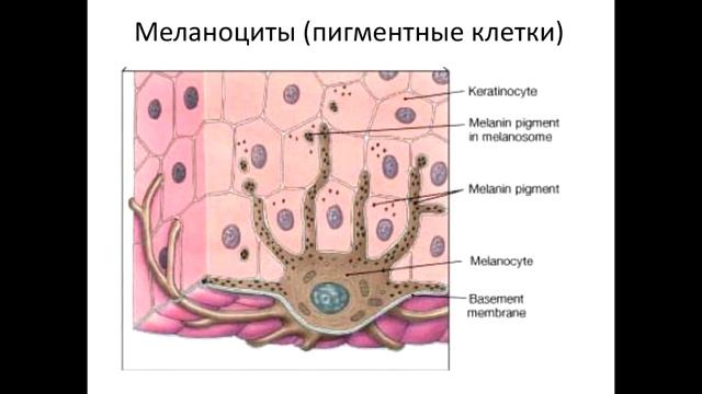 Гистология. Соединительная ткань. Клетки соединительных тканей #гистологиямед #анатомиялекции #егэ смотреть онлайн