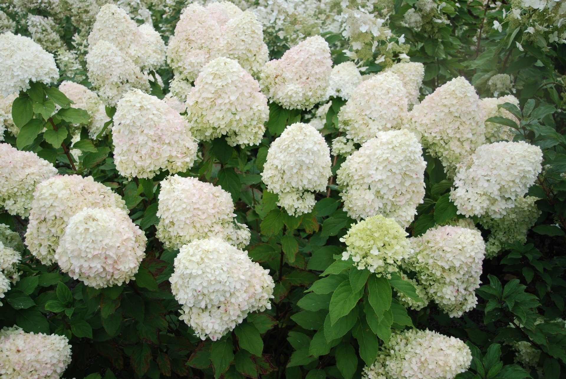 ПРЕЛЕСТНЫЕ ГОРТЕНЗИИ В ЛЕРУА МЕРЛЕН ! (Продолжение) смотреть онлайн