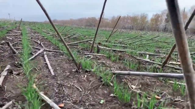 Широкорядный посев пшеницы озимой #No_till смотреть онлайн