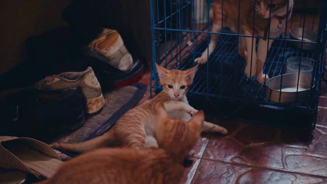 Does friendship exist between cats? смотреть онлайн