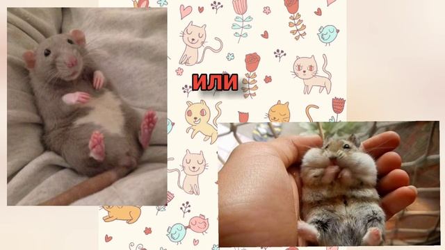 Топ Выбирашка!Выбери себе питомца. смотреть онлайн