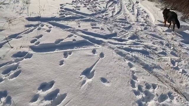 ОТПУСТИЛ ЧЕЛСИ НА ВОЛЮ. Нашли голову козла смотреть онлайн