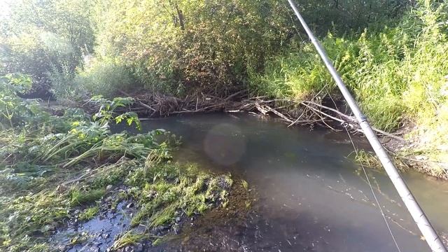 Рыбалка/Ловля Хариуса /По заросшей ТРОПЕ ВВЕРХ по РЕКЕ!/Июльские КАБАНЧИКИ. смотреть онлайн