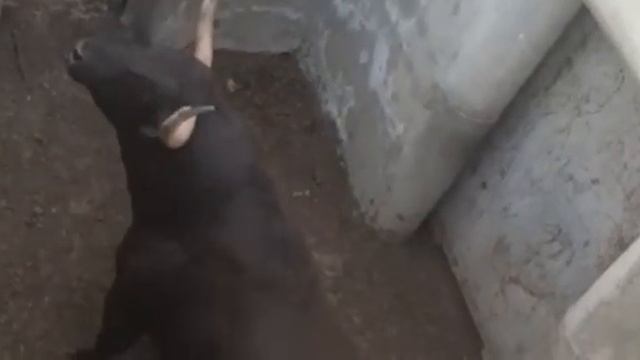 Embarque de toros en distintas Ganaderías de España смотреть онлайн