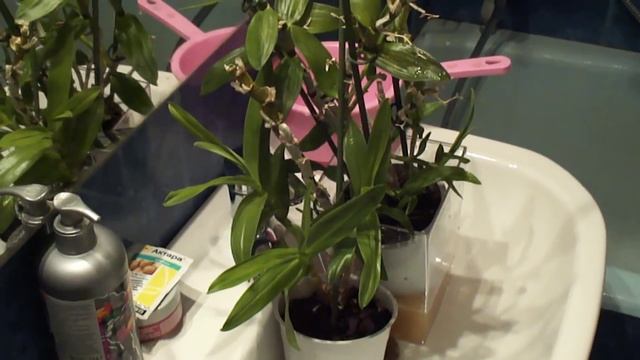 Как обработать орхидею Актарой. Мучнистый червец mealybug смотреть онлайн