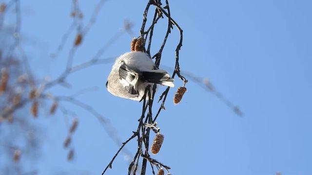 Князек или белая лазоревка смотреть онлайн