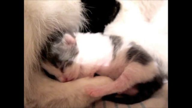Котёнок зевает смотреть онлайн