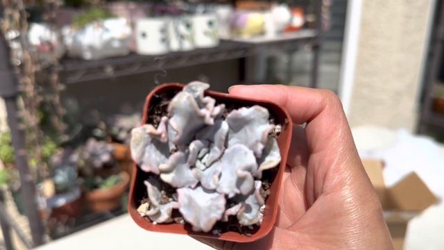 Unboxing Succulents from TNG #The Next Gardener смотреть онлайн