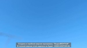 полет николаевских голубе при хорошей погоде.