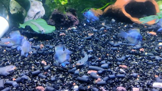 Апистограмма рамирези электрик баллон Mikrogeophagus ramirezi смотреть онлайн