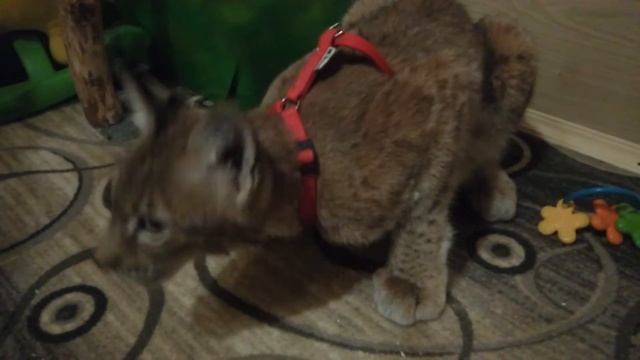 "Малоежка" восточно сибирская рысь Василиса смотреть онлайн