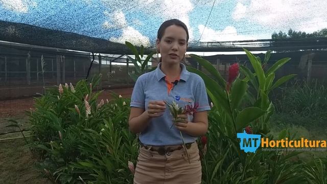 Uma nova forma de produção de mudas de Alpínia purpurata смотреть онлайн